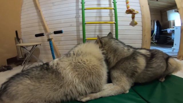 Я тебе покажу Щенок , как на Старших рычать! смотреть онлайн