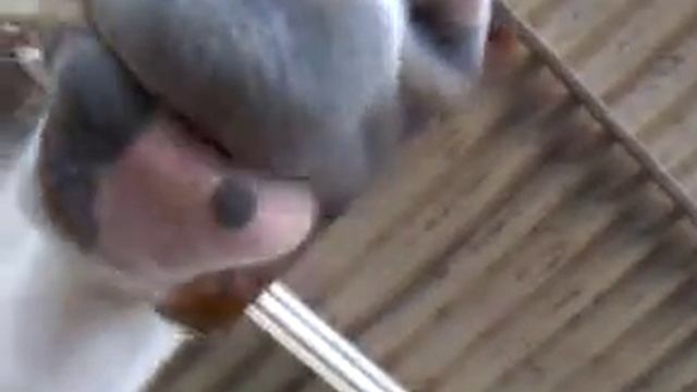 как кушает лошадь смотреть онлайн