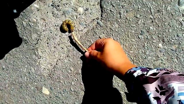 Самая опасная гусеница