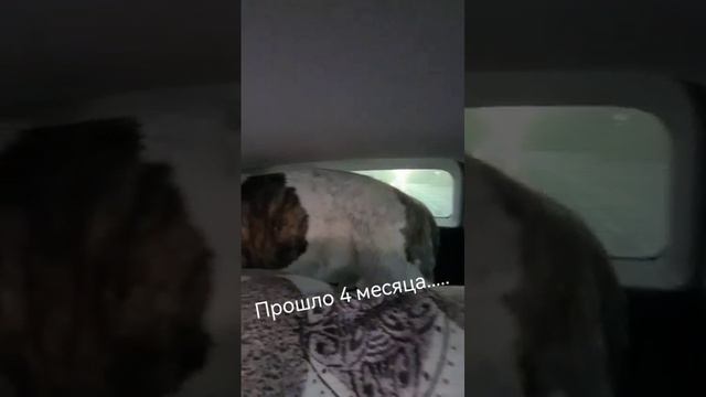 Пёс подрос немножко 😅🤣🤣🤣