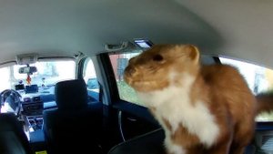 Удаление сажевого фильтра на BMW X3 E83 и прошивка Stage 1 177 лошадок в 210 лошадей!