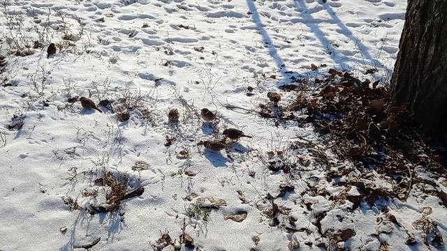 Воробьи весной