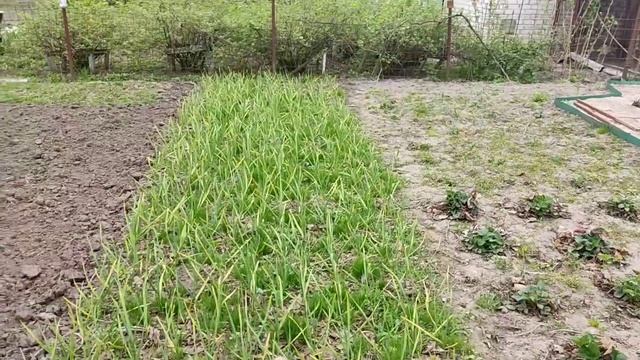 Апрель 2023. Обзор дачи. Подкормка чеснока, лука минеральным комплексом "Навоз Плюс II" смотреть онлайн