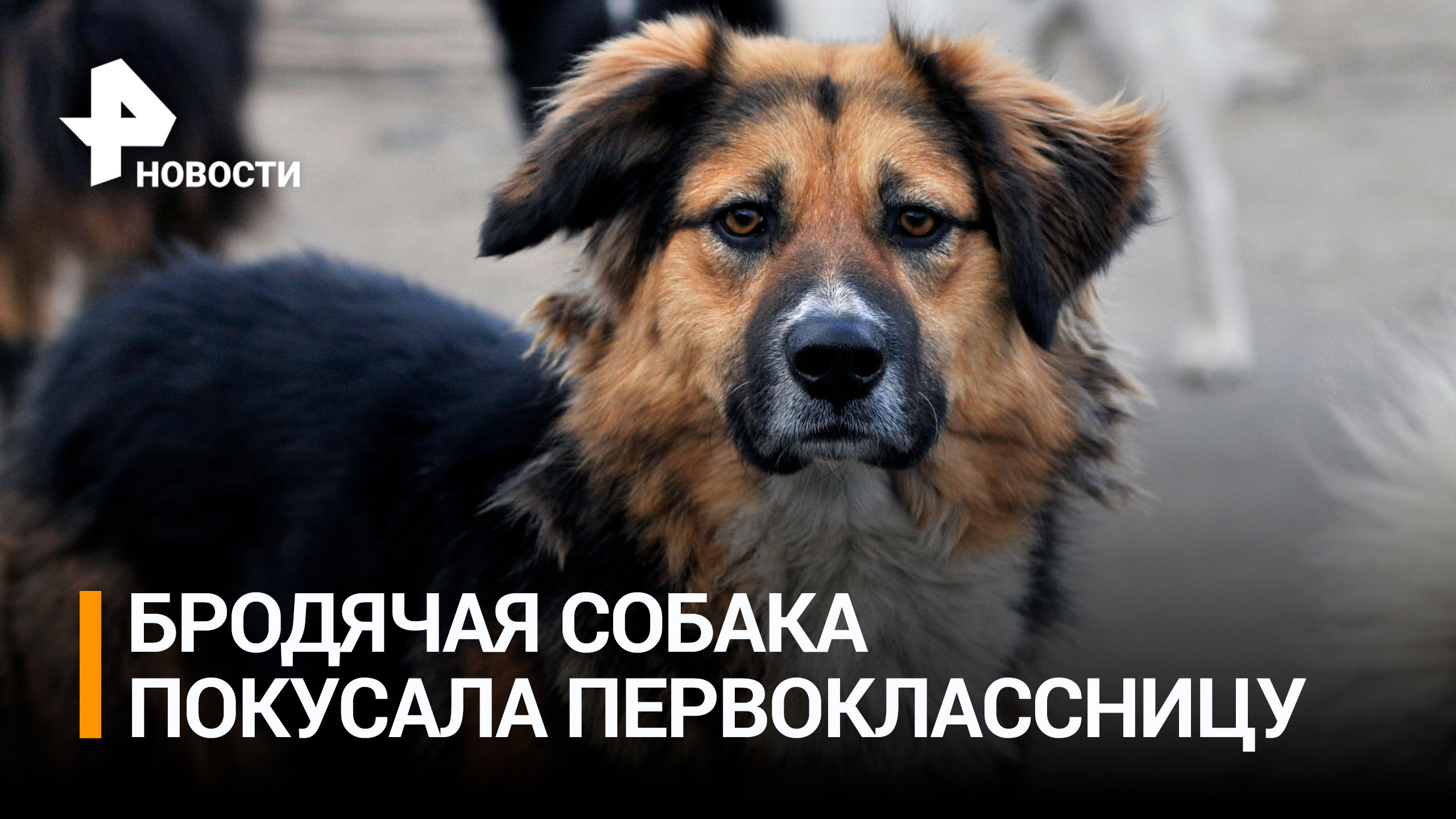Бродячая собака едва не загрызла первоклассницу, которая хотела её погладить / РЕН Новости