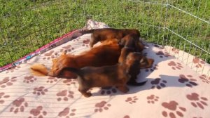 Такса / щенки играют