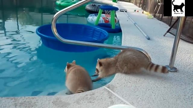 Лучшие приколы с енотами 2016 Ох уж эти еноты 2 ч. смотреть онлайн