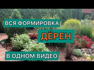 Формировка дёрена белого сорт Элегантиссима. Дневник садовода