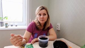 Ошибки при посадке базилика.Сажаем базилик.