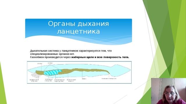 Эволюция дыхательной системы.mp4
