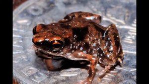 ТОП 5 самых маленьких существ в мире