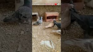 Голуби  Таджикистан 🇹🇯 город Исфара