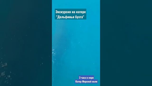 Семья дельфинов в Черном море сопровождает #катер. #архипоосиповка #дельфины #топ