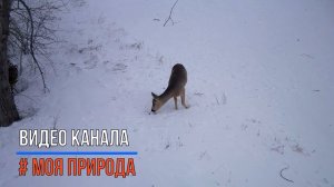 Снято на фотоловушку #9