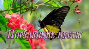 Порхающие цветы*            Самые большие бабочки в мире*
