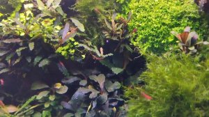 Aquarium❤ Relax . Аквариум медленный травник🌿. Музыка. Релакс.