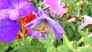 бабочка  - Бражник.