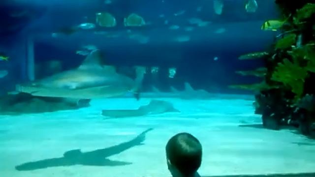 Океанариум Будапешта, аквариум с акулами - 2. смотреть онлайн