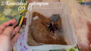 О пауке птицееде- Brachypelma vagans| содержание, кормление, уход, краткий обзор