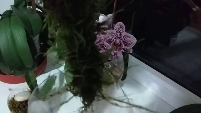 Размножение орхидей черенкованием. Детка орхидеи на цветоносе пустила корешок смотреть онлайн