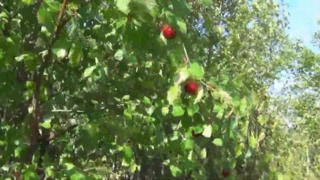 Как растет вишня у нас на Севере. смотреть онлайн