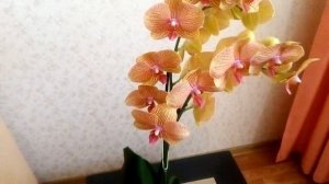 НОВАЯ ОРХИДЕЯ ФАЛЕНОПСИС!/ Фаленопсис КВ БЬЮТИ.// Жёлто - бордовая Красавица!
