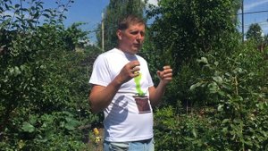 Гуава земляничная пробуем плоды