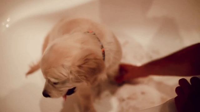 Золотистый ретривер | Первый раз в первый класс | Выгул, мойка, ветеринар смотреть онлайн