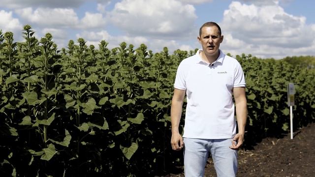 Топовые гибриды подсолнечника смотреть онлайн