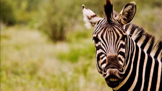 Зебры смотреть онлайн