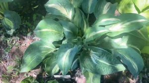 Сад хост в Бийске.Хоста шарп Дрездед мен. Hosta sharp dressed man. Hosta garden. Biysksadhost #хост