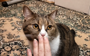 Когда ужин? Кот. 😻