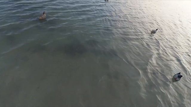 Очередная охота на утку и кульминация охоты номер 2,засадили Ниву смотреть онлайн