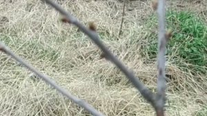 Чай из Веток От 10 Болезней! Чистые Сосуды, Почки, Кишечник. Ветки Вишни: Лечебные свойства.