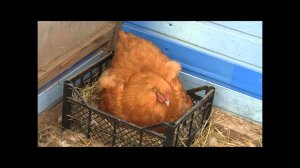 Палевые орпингтоны. Хозяйство В. Сохорева