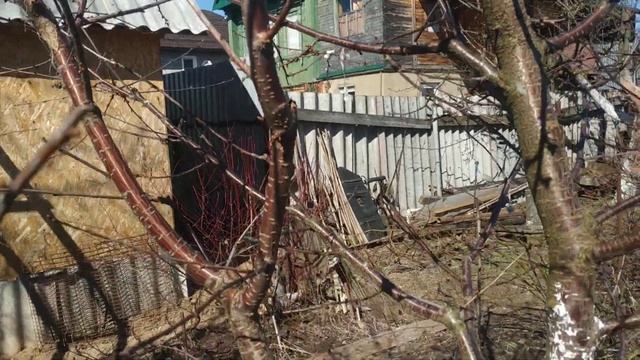 Как обрезать дюки,вишни ,черешни? ужимание кроны,обрезка с переводом роста.
