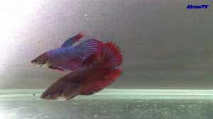 ПЕТУШКИ, БОЙЦОВЫЕ РЫБКИ (Betta splendens)