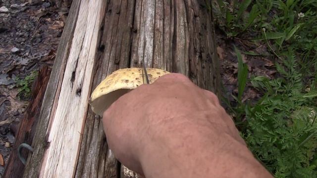 Amanita gemmata, commonly known as the gemmed Amanita or the jonquil Amanita