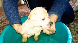 ПЕРВОЕ ПРАВИЛО СОБАКОВОДА! ВСЕГДА МЫТЬ НОГИ СОБАКЕ - ПОСЛЕ ПРОГУЛКИ! ?❤?