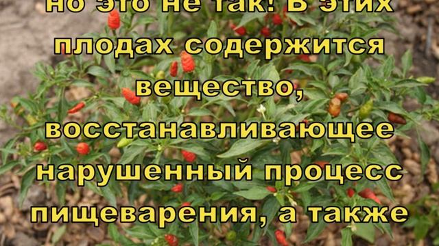 Кайенский перец является крайне необходимым и всегда должен быть в доме