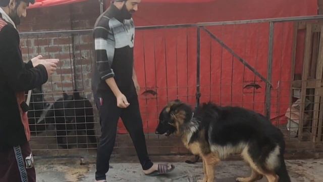 German Shepherd off feed Treatment/Dog not Eating Treatment/GIT issues/Vet Treats #germanshepherd смотреть онлайн