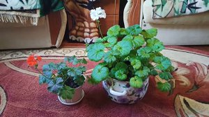 У Герани поломался геном. Герань с мясистыми листьями-лопухами