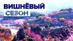 50 оттенков розового: в Китае зацвела сакура