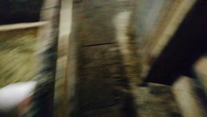 Эксперимент сухое или влажное кормление свиней.