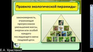 11 класс, 23 04 2020, пищевые цепи, экологические пирамиды, сукцессии