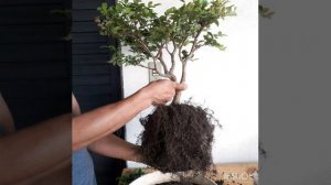 #jaboticaba #jabuticababonsai transplante bonsai jabuticaba