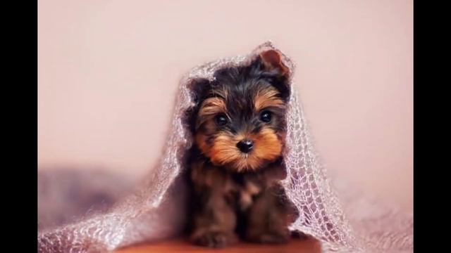 Гарні фото про собак, скрипка. смотреть онлайн