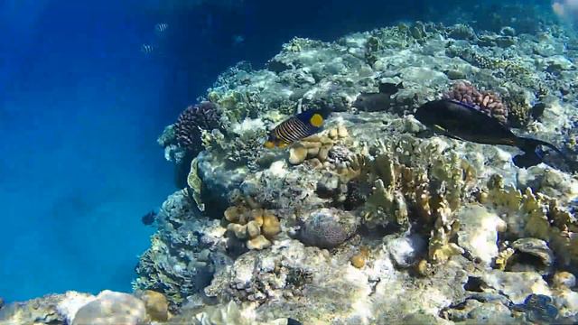 хирург, королевский ангел и рыба флейта смотреть онлайн
