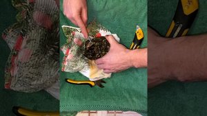 Фрагуем коралл родактис