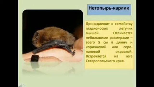 Путешествие по страницам Красной смотреть онлайн