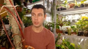 Вариегатные Филодендроны / Пестролистные лианы